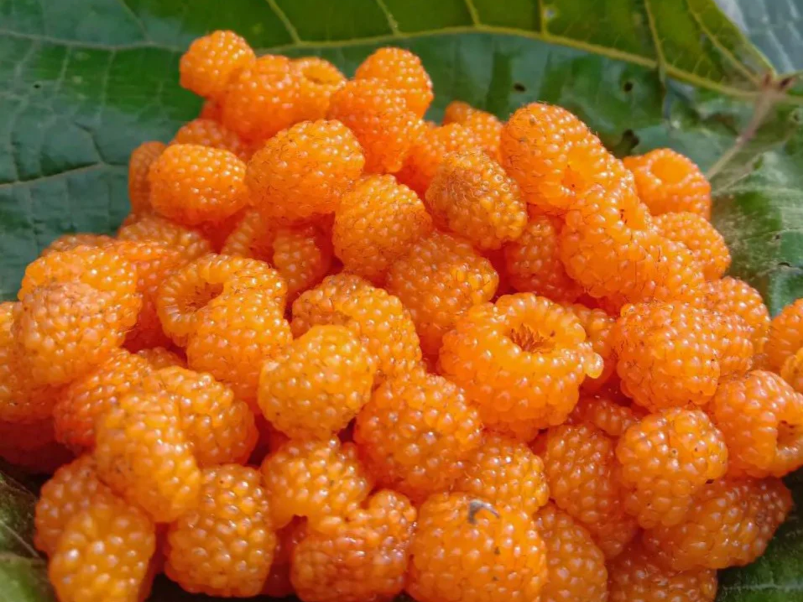 golden raspberries
