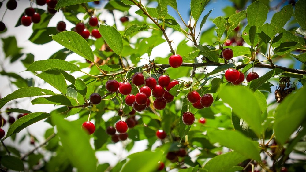 sunlit,cherry,tree,laden,with,juicy,red,cherries,amidst,green