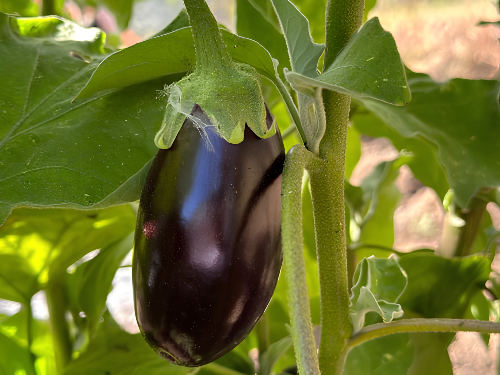 eggplant