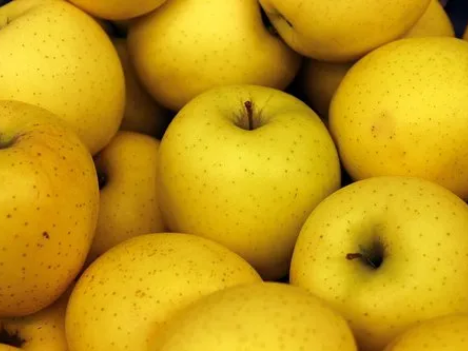 golden apple