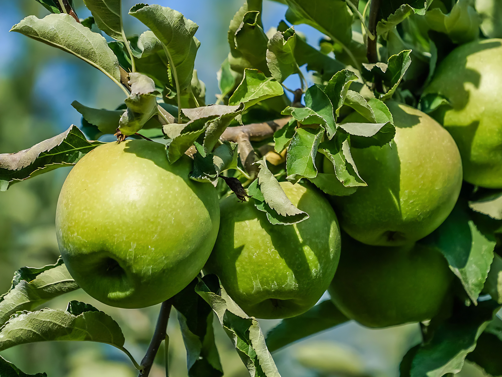 granny smith apple