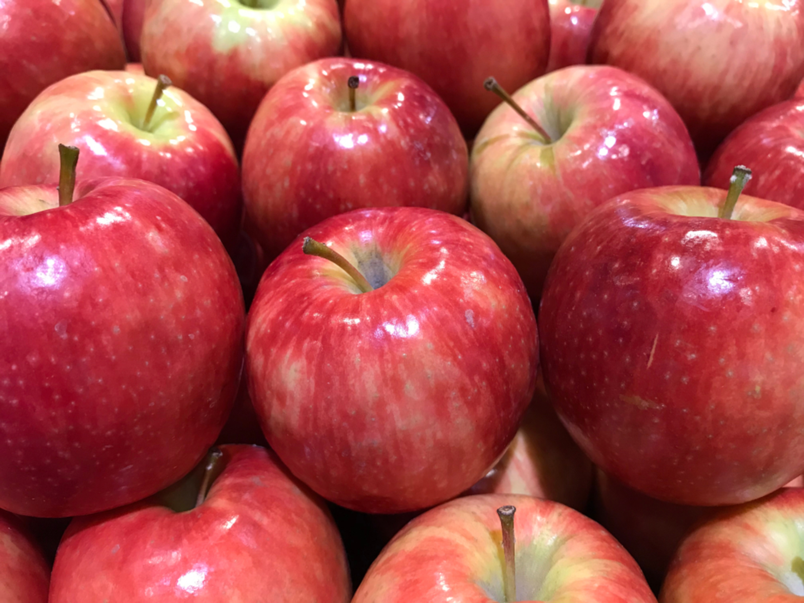 raja apple